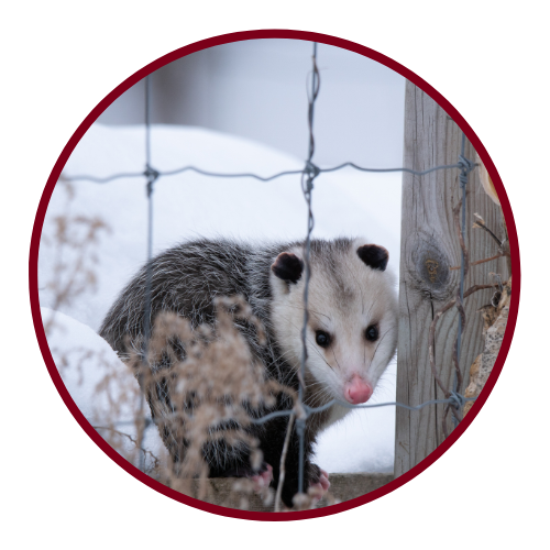 Possum along the fence in winter