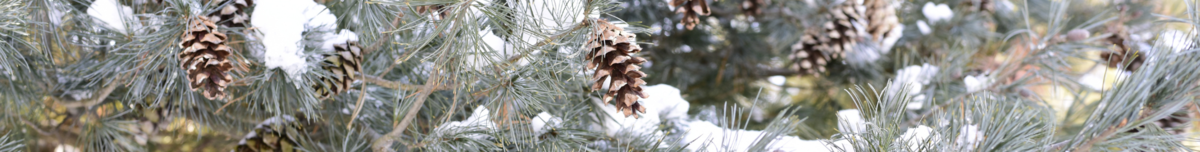 Pinecones in snow