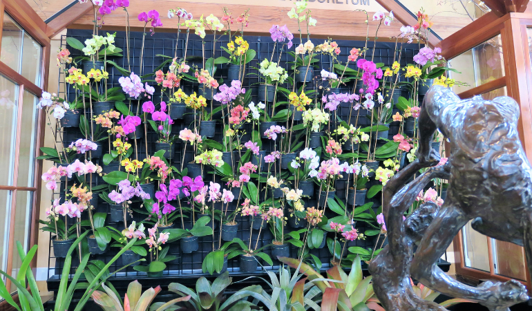 Colorful orchid wall at the flower show