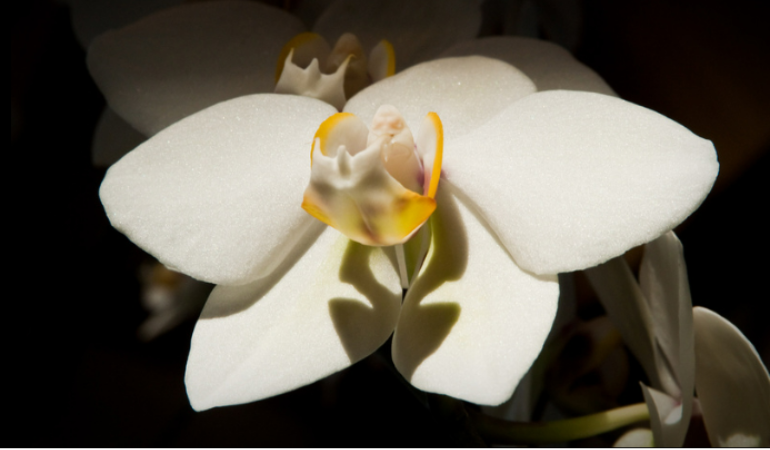White orchid at night