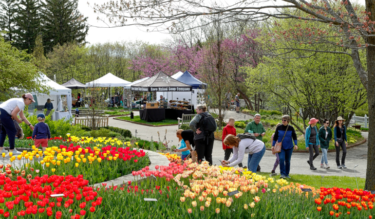 People walking amongst the tulips at the May markets