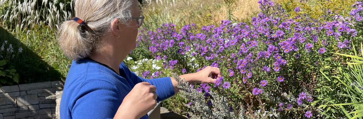 Lady in a blue shirt picking purple flowers