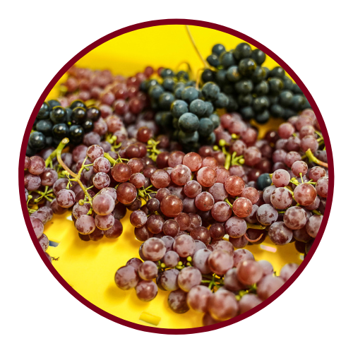 Purple grape variety with a yellow background