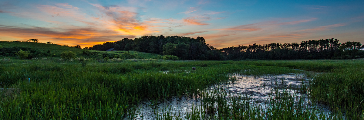 Sunset above the pond with green cattails
