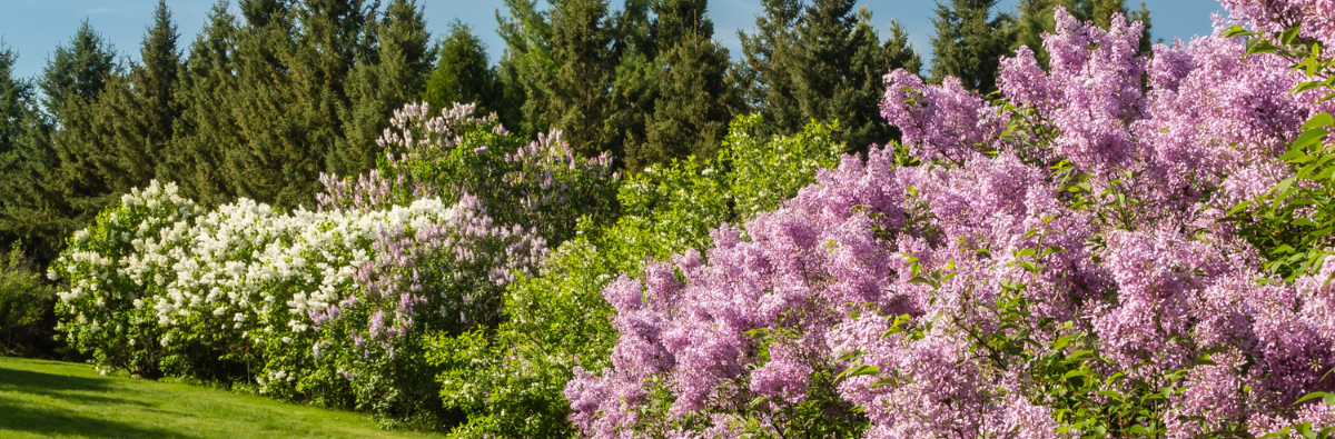 Purple and white lilac shrubs in bloom