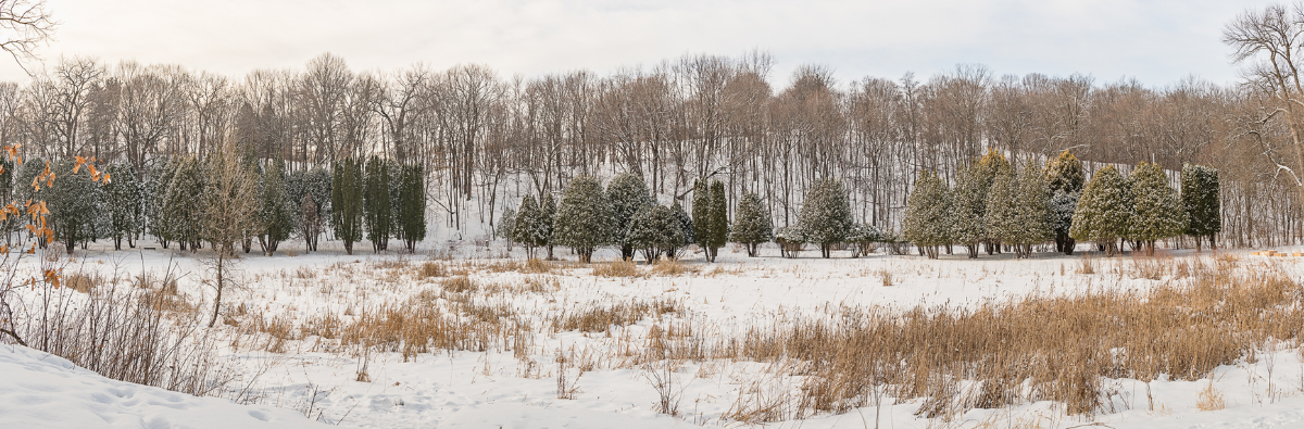 Arborvitae trees in winter