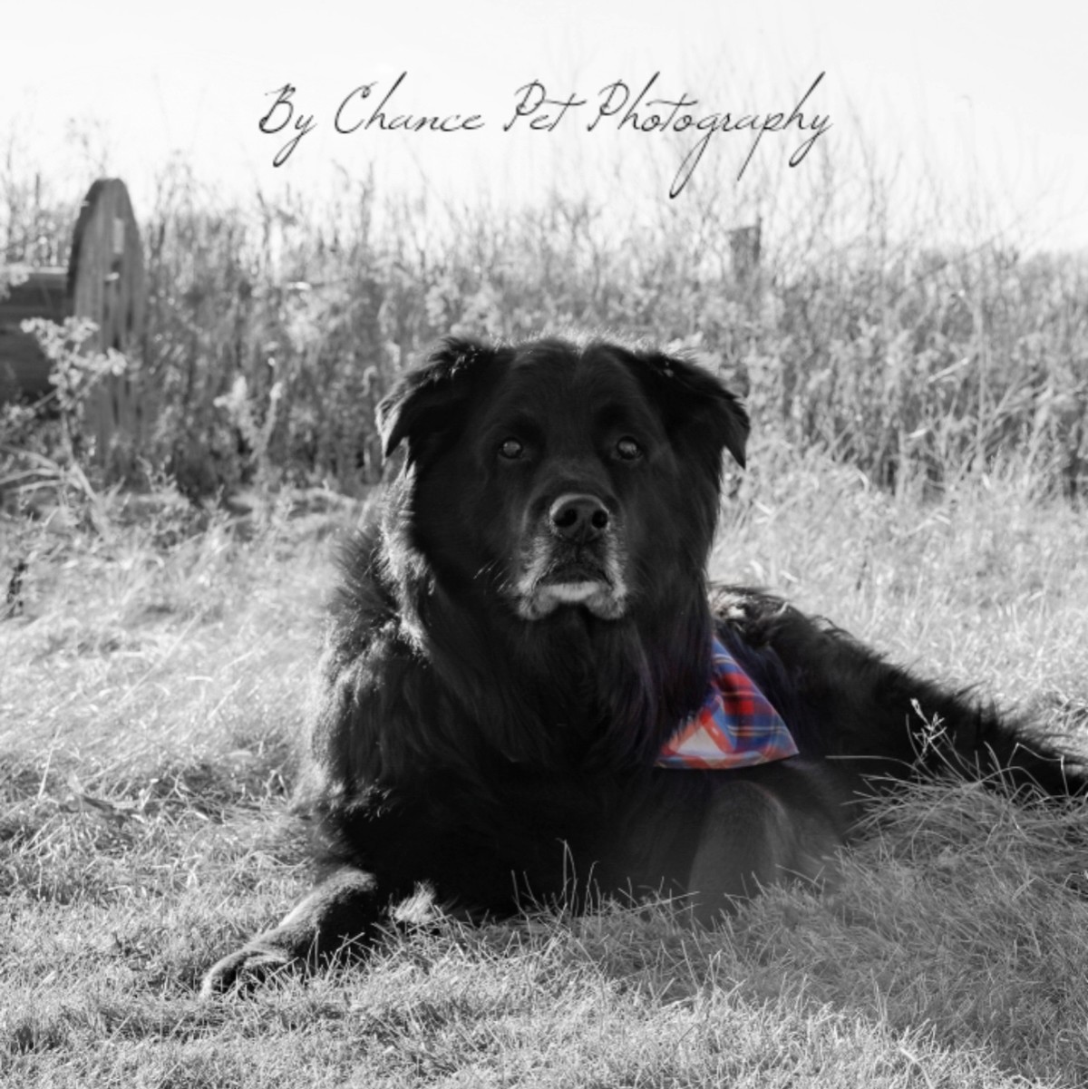 By Chance Pet Photography