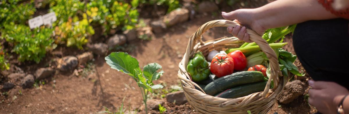 Hand holding a basket of vegetables in a garden