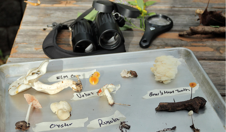 Walks With Matt: Mushrooms, Migrations & More, photo by Phil Zumsteg, APS