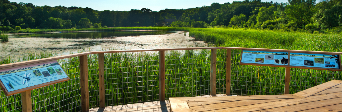 Green heron pond overlook