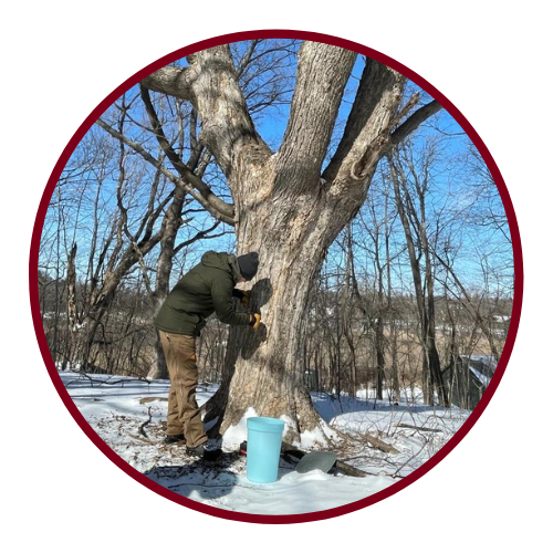 Man tapping a maple tree