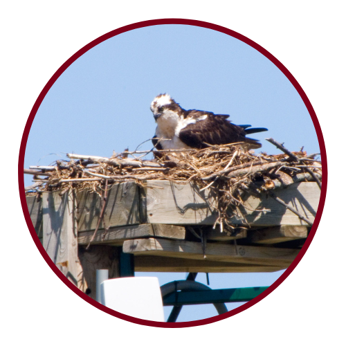 Osprey sitting on the nest