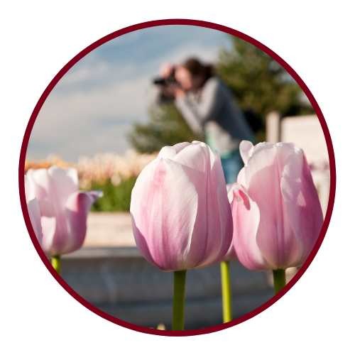 Women photogrphing tulips