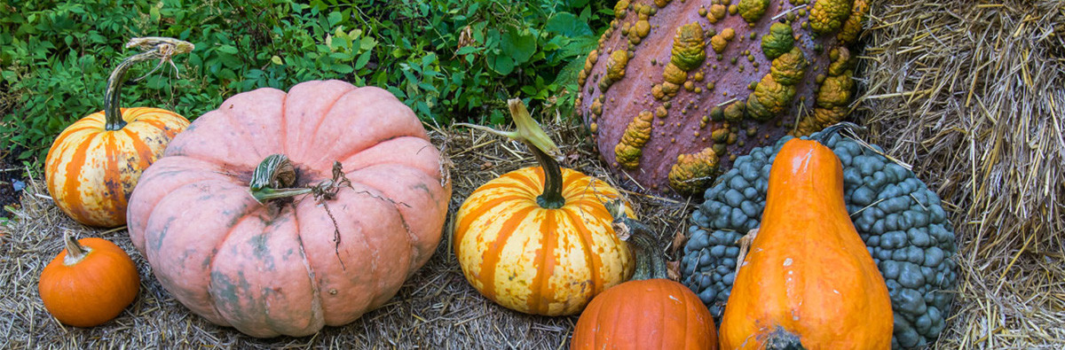 Pumpkins and gourds on a hay bale