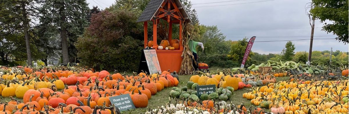 2023 AppleHouse pumpkin display