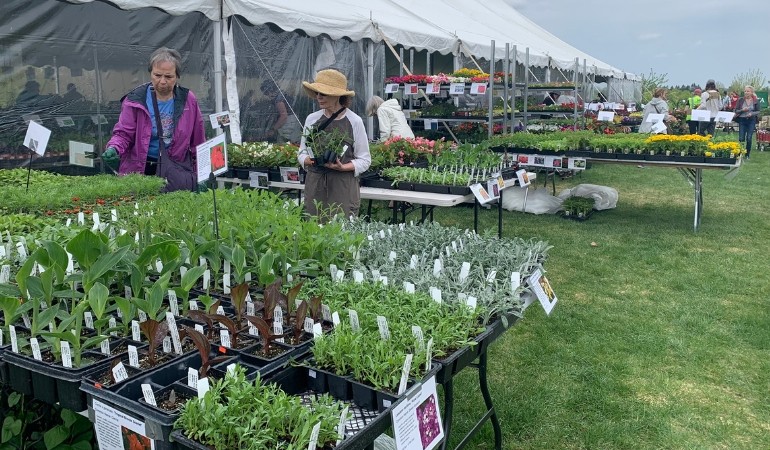 2 people shopping at the plant sale
