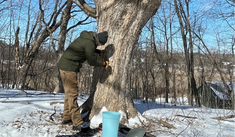 Richard tapping a maple tree