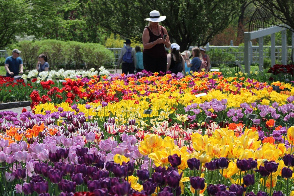 Woman in the tulips looking at her phone