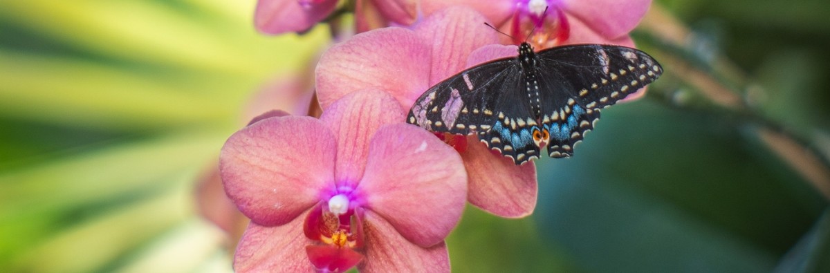 Black butterfly on an orchid
