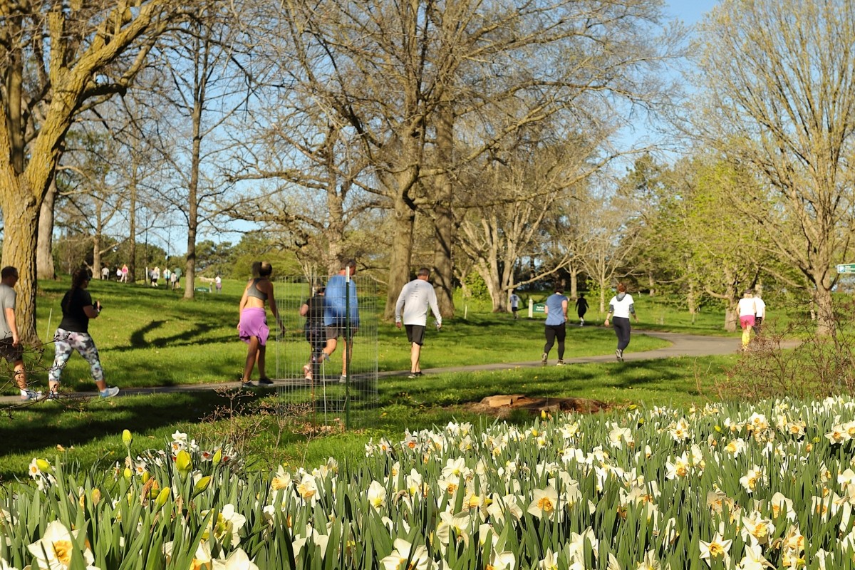 People running next to the daffodils