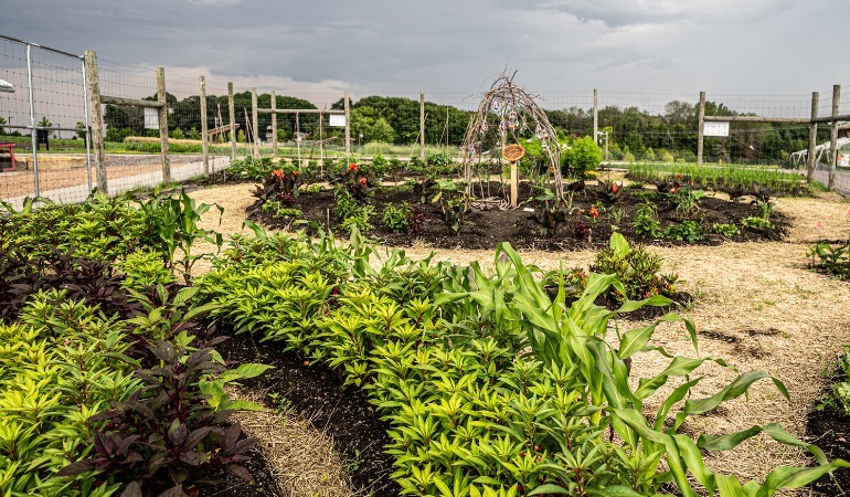 Garden gallery with Hmong plantings