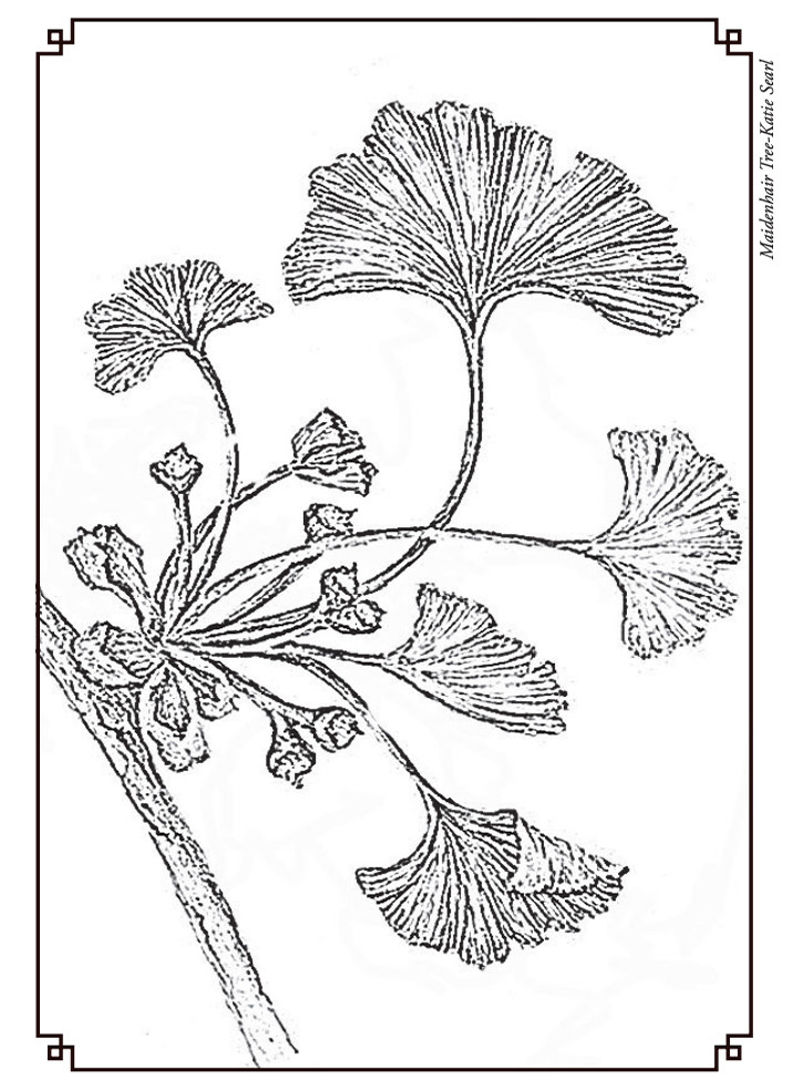 Flora and Fauna Illustrata