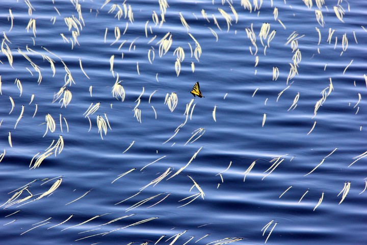 Blue water with white lines and a yellow butterfly