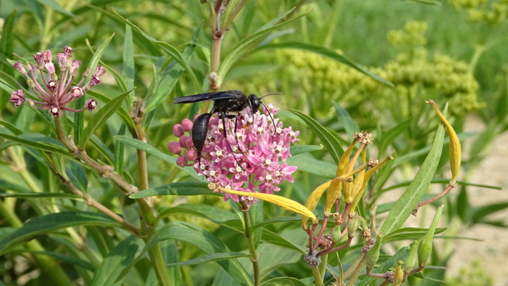 Black wasp on a pink flower