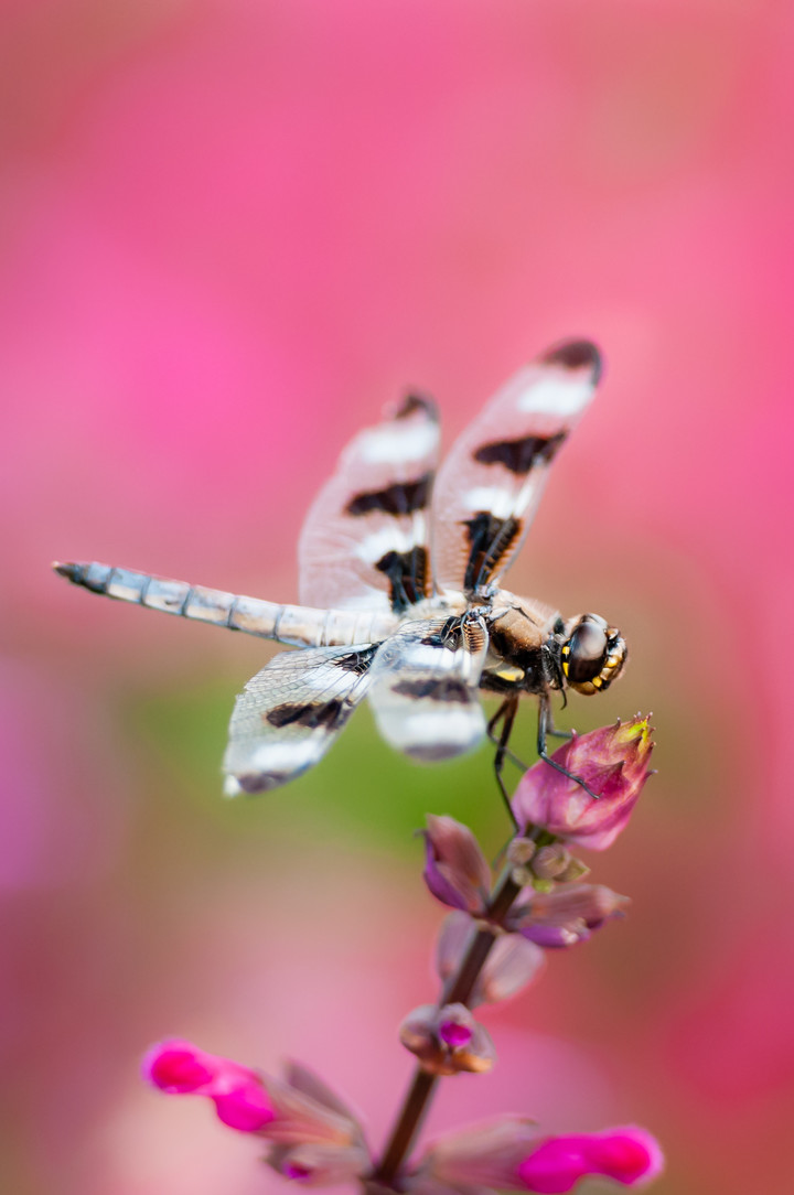 Dragonfly on a pink flower