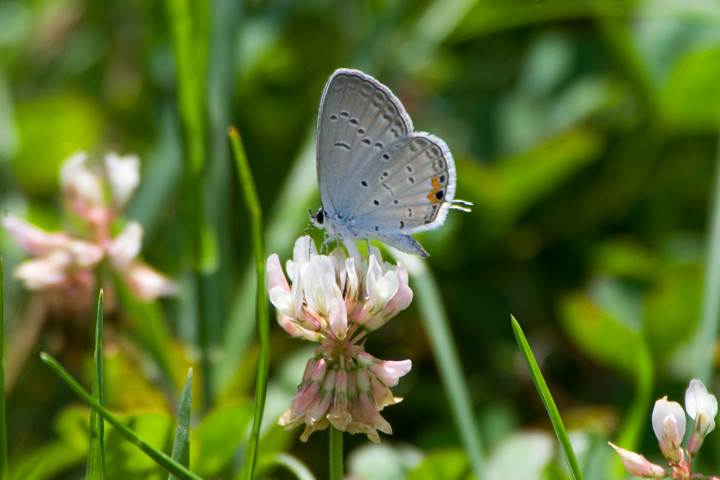 Eastern blue butterfly on a white flower