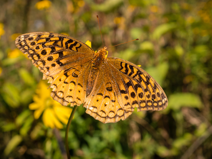 Fritillary butterfly 