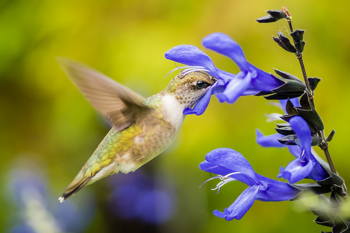 Hummingbird on a purple/blue flower
