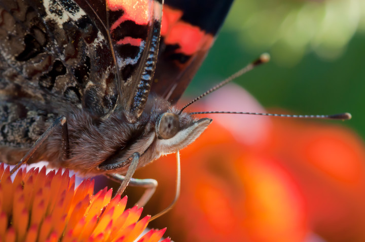 Face of a red admiral butterfly